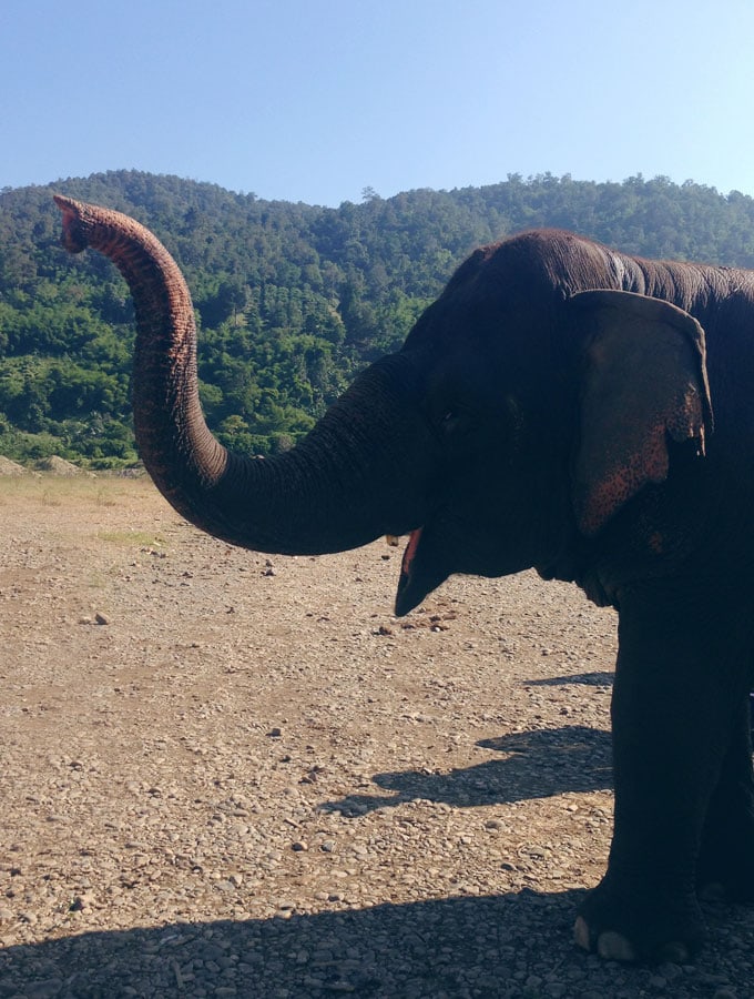 Beautiful Chiang Mai Elephant Nature Park