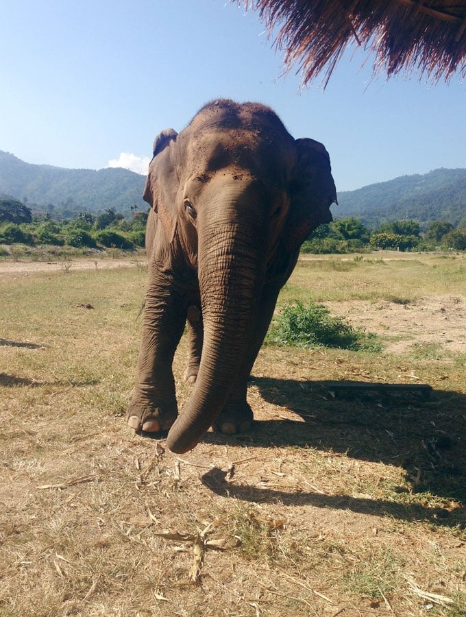 Visiting Elephant Nature Park