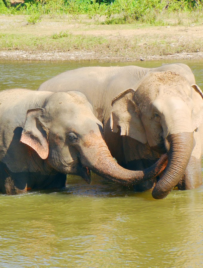 Elephants Playing at Elephant Nature Park