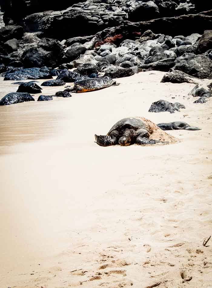 A turtle on a beach.