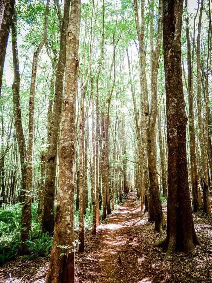 Things to Do on Maui: Makawao Forest Reserve - Running on Real Food